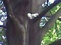 A rare Albino Squirrel spotted at Goodale Park, who have a population in Columbus.