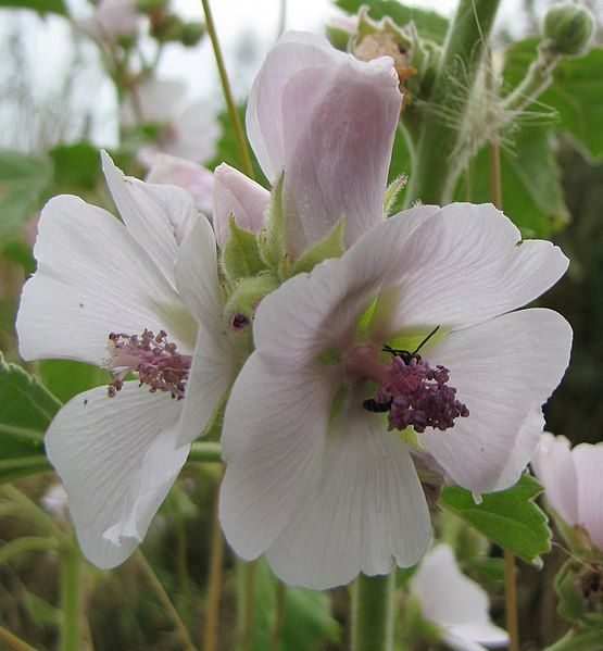 File:Althaea officinalis.jpg