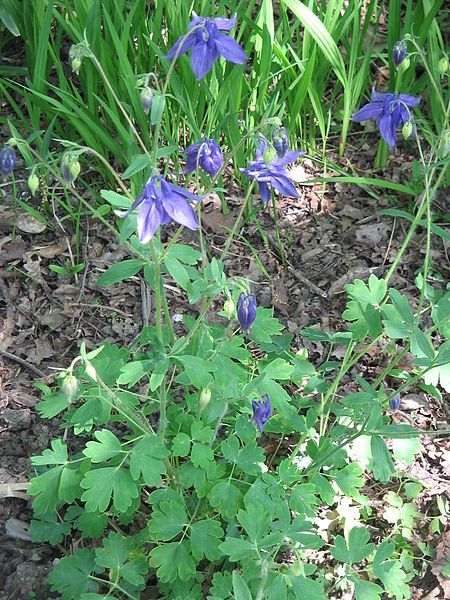 File:Aquilegia vulgaris01RHu.jpg