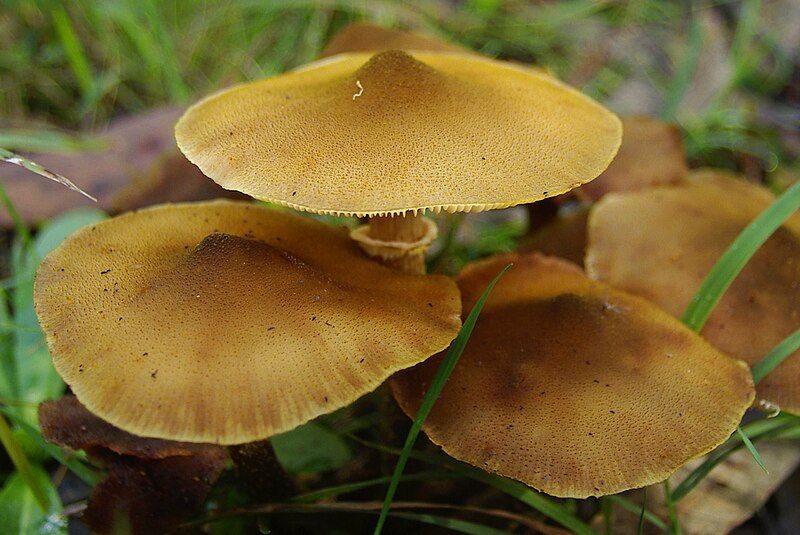 File:Armillaria luteobubalina 67511.jpg