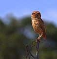 Brazilian burrowing owl (A. c. grallaria) Jaú (São Paulo, Brazil)