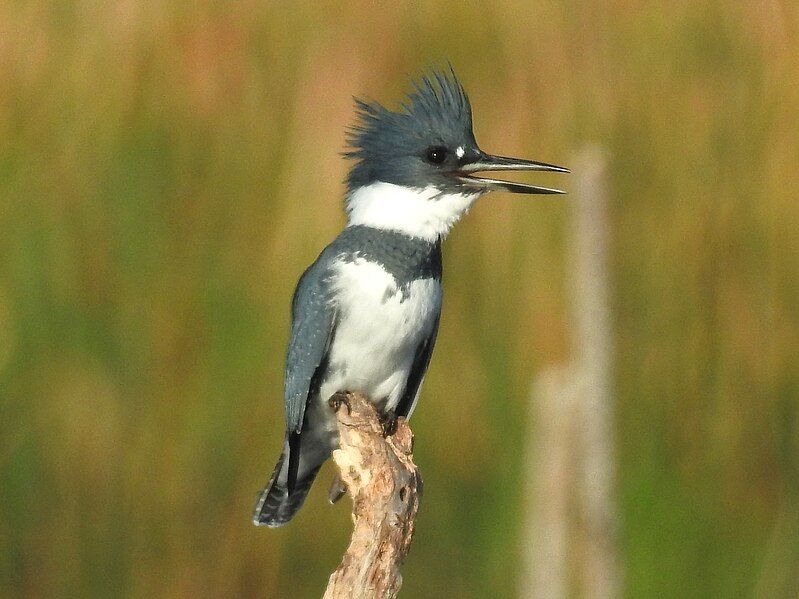 File:BeltedKingfisherJG Male.jpg