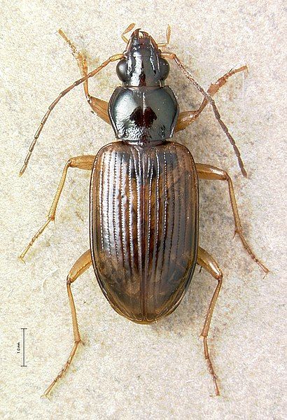 File:Bembidion perspicuum.jpg