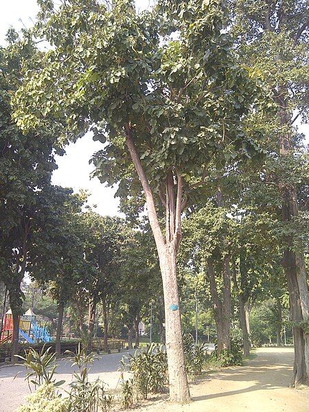 File:Bignoniaceae Bagh-e-Jinnah.jpg