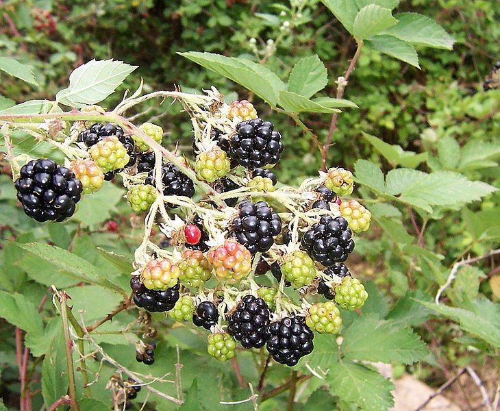 File:Blackberry fruits10.jpg