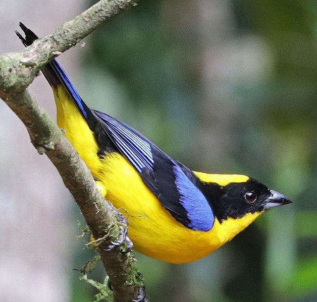 File:Blue-winged Mountain-Tanager JCB.jpg