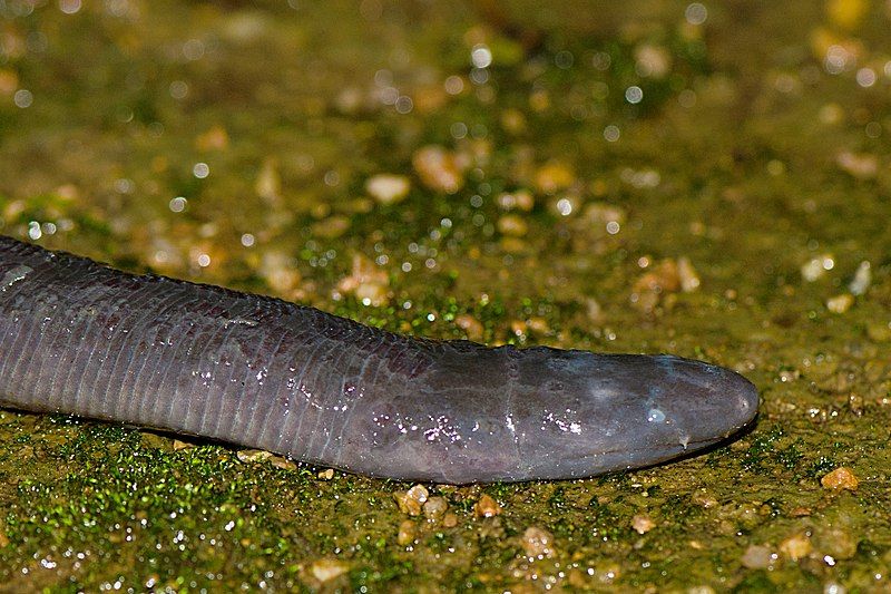 File:Bombay caecilian head.jpg