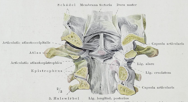 File:Braus 1921 73.png