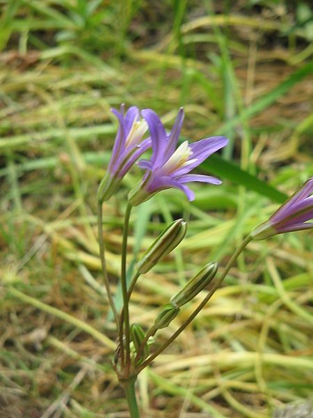 File:Brodiaea californica005.jpg