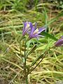 Brodiaea californica flowers