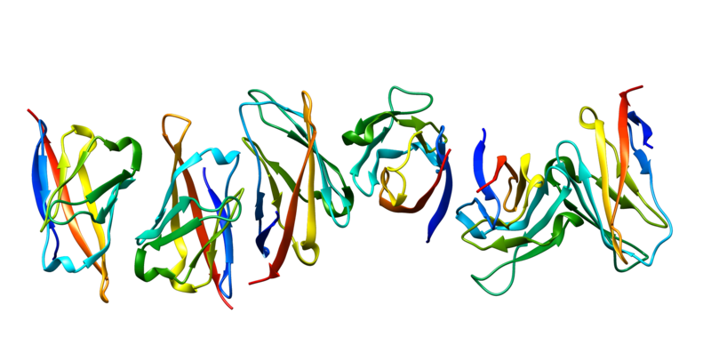 File:CD84 protein.png