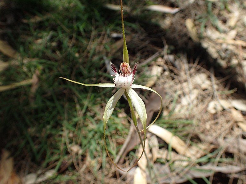 File:Caladenia cruscula.jpg