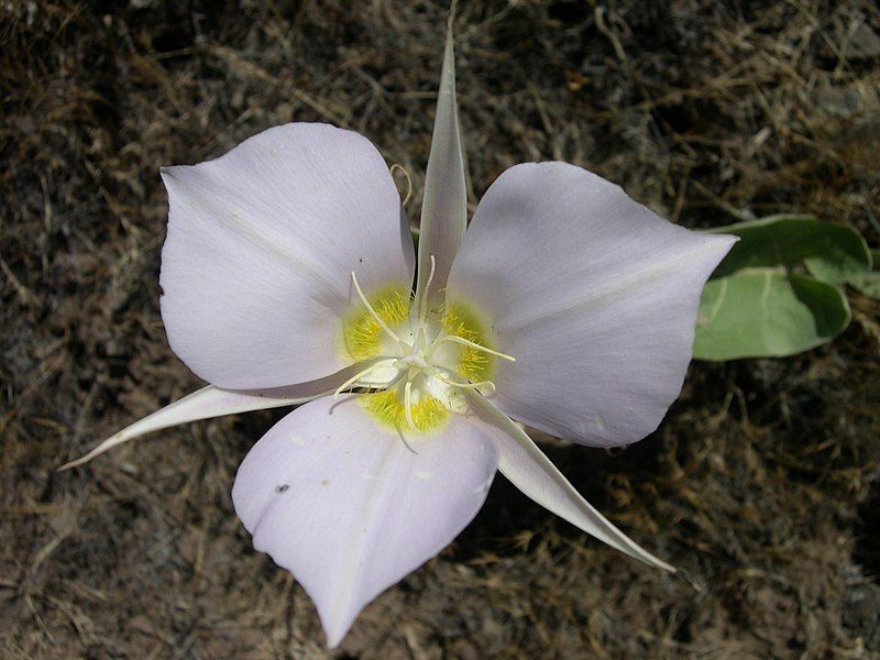 File:Calochortus macrocarpus-6-22-05.jpg