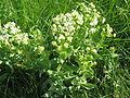 Lepidium draba