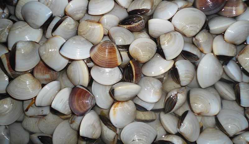 File:Chinese mollusk 003.jpg