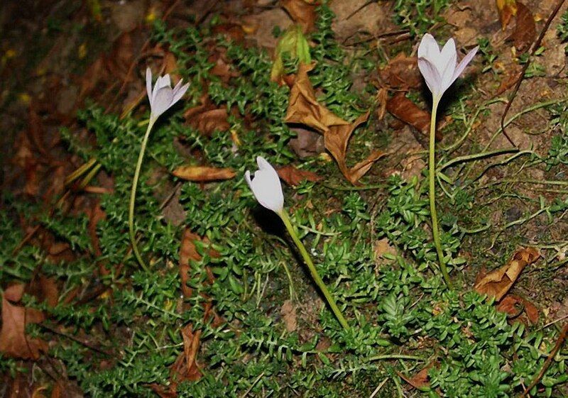 File:Colchicum alpinum00.jpg