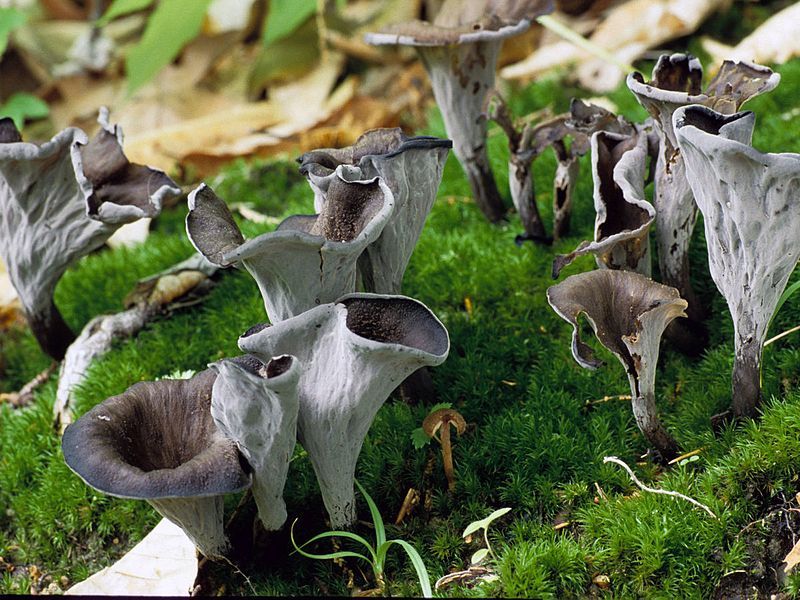 File:Craterellus fallax .jpg