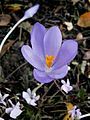 Crocus nudiflorus close-up