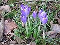 Crocus vernus