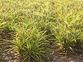 Pineapple farm, Bathurst