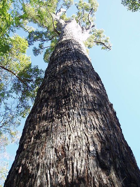 File:Eucalyptus marginata 2.jpg