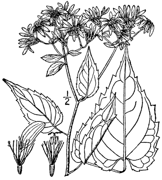 File:Eurybia divaricata BB-1913-1.png