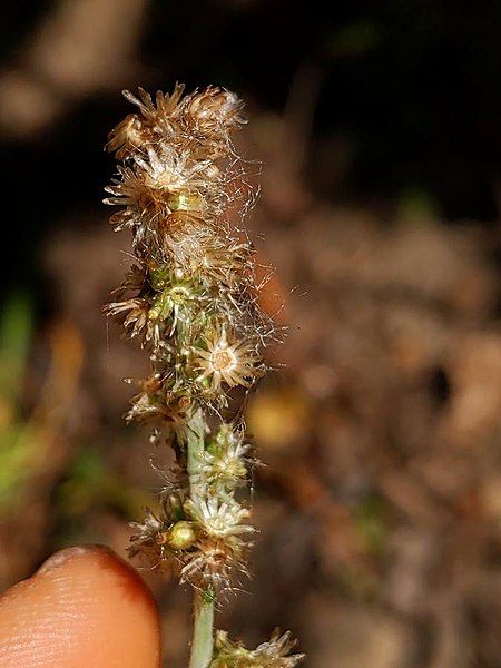 File:Gamochaeta pensylvanica flower.jpg