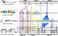 Image 29Homologous hox genes in such different animals as insects and vertebrates control embryonic development and hence the form of adult bodies. These genes have been highly conserved through hundreds of millions of years of evolution. (from Evolutionary developmental biology)