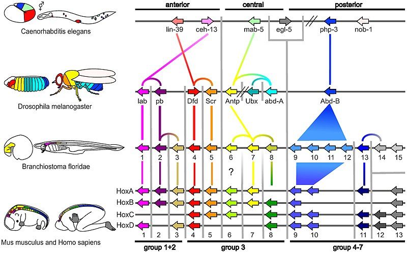 File:Genes hox.jpeg