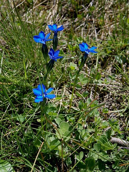 File:Gentiana bavarica 001.jpg