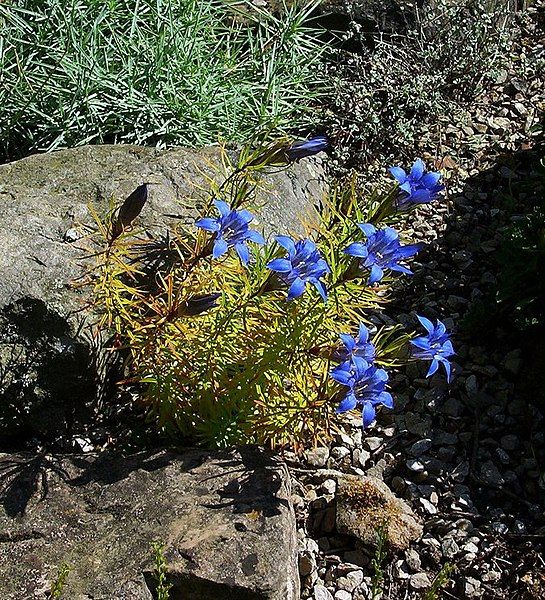 File:Gentiana paradoxa (1).jpg