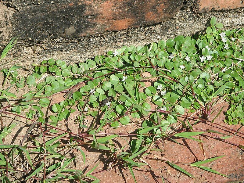 File:Geophila repens1.JPG