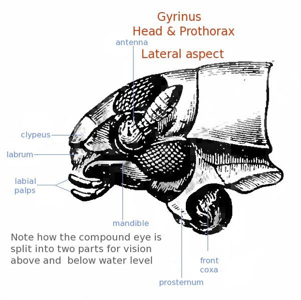 File:Gyrinus Head1.jpg