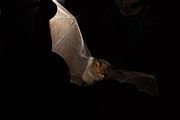 Brown bat