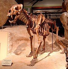 Homotherium fossil