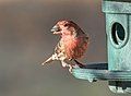 Image 35House finch with a sunflower seed at a feeder in Green-Wood Cemetery