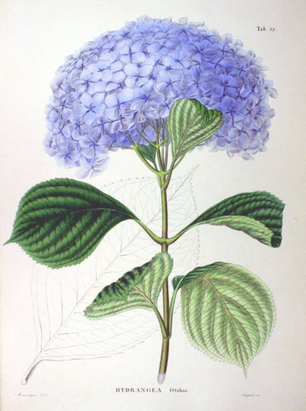 File:Hydrangea macrophylla SZ52.png