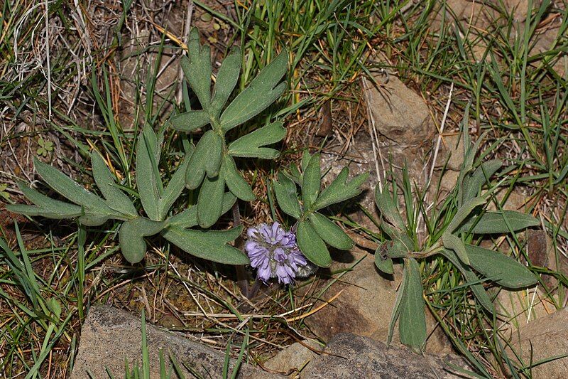 File:Hydrophyllum capitatum 1794.JPG