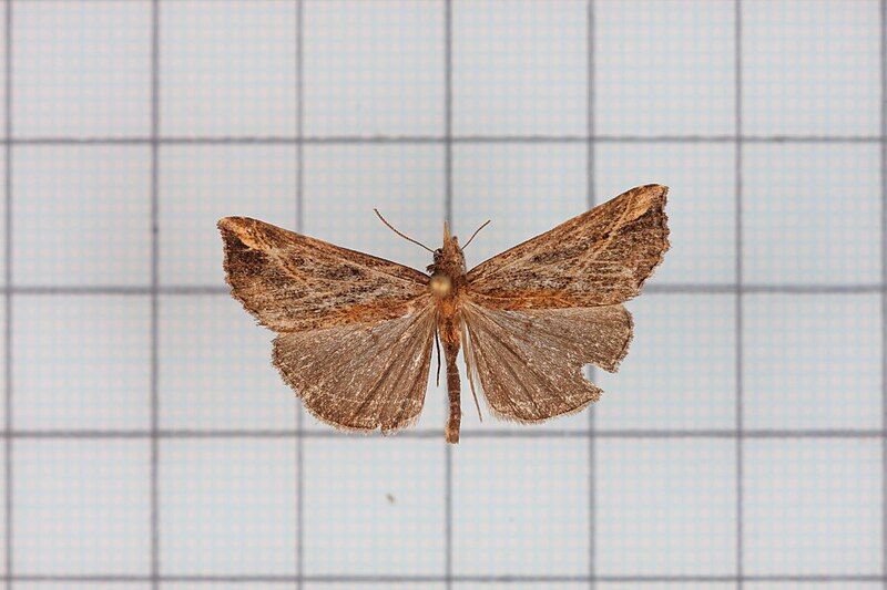 File:Hypena lignealis.jpg