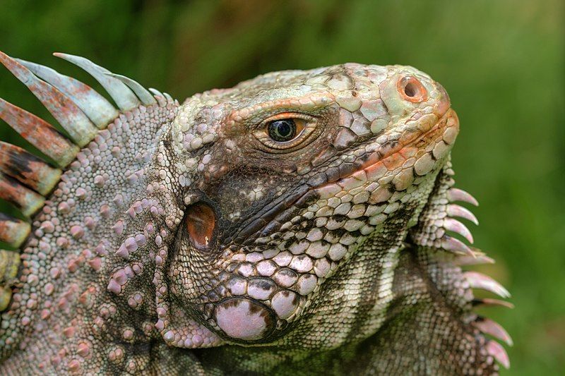 File:Iguanaofcaribbean.jpg