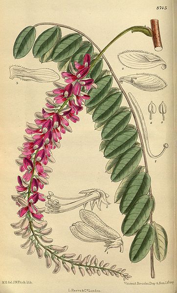 File:Indigofera pendula 144-8745.jpg