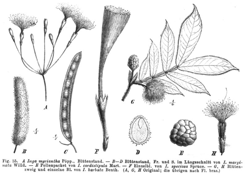 File:Inga myriantha Taub55.png