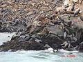 Sea lions in the Palomino Islands (Callao)