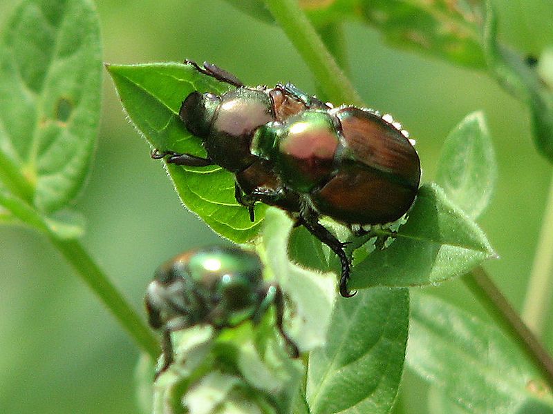 File:Japanese Beetles, Ottawa.jpg