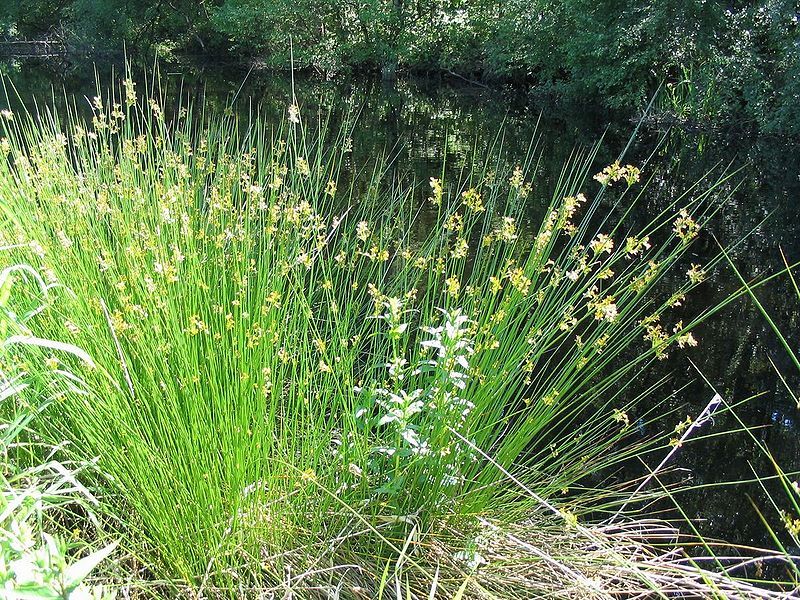 File:Juncus effuses.jpg