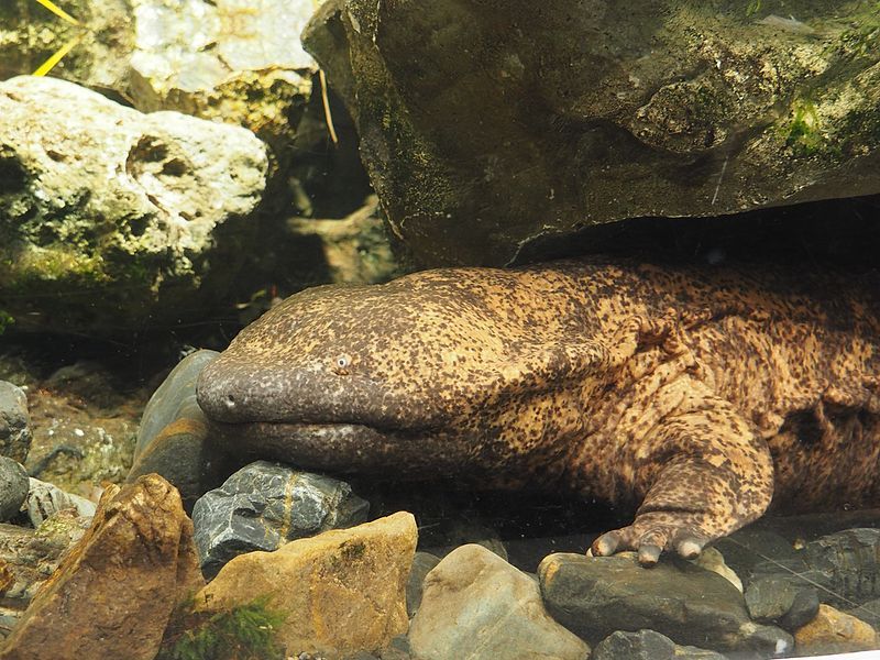 File:Kyoto Aquarium (24827525331).jpg