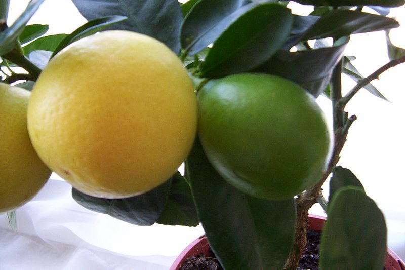 File:Limequat.jpg