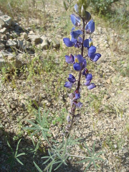 File:Lupinus-sparsiflorus-20080322.JPG