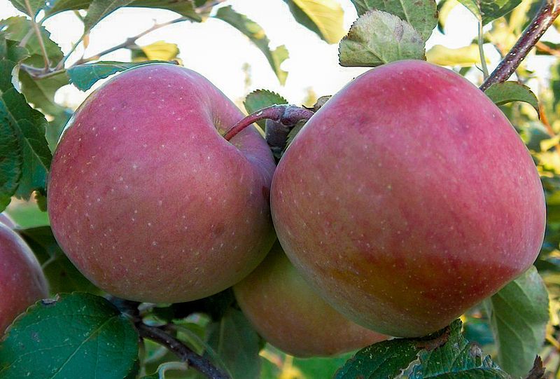 File:Malus-Fuji.jpg