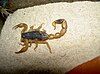 Manchurian scorpion (Mesobuthus martensii)